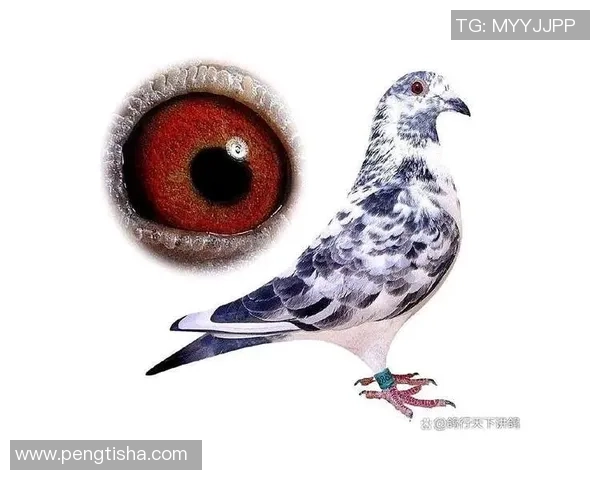 探索赛鸽归巢本能的奥秘与世界赛鸽大赛的精彩瞬间